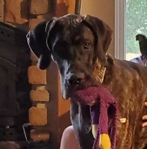 Meet your Posher, Donna